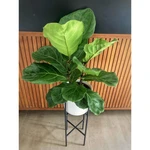 Ficus Lyrata mediano Ficus Lyrata mediano