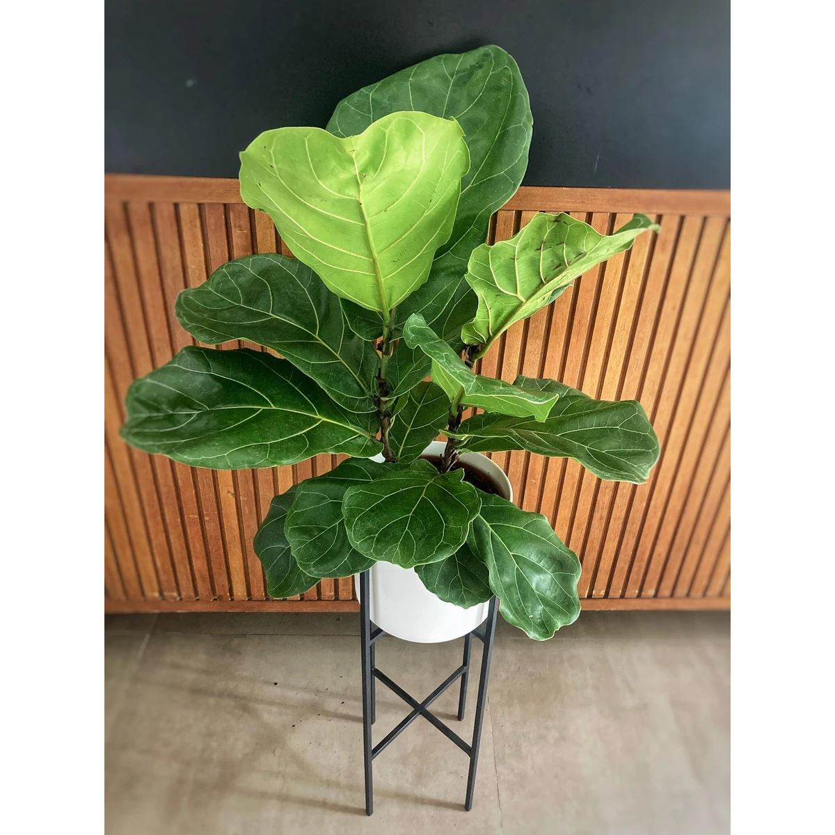 Ficus Lyrata mediano 