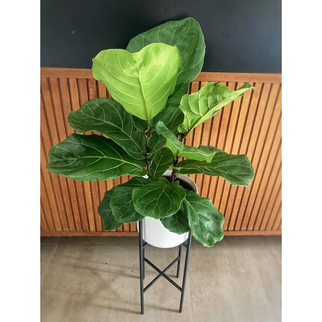 Ficus Lyrata mediano Ficus Lyrata mediano