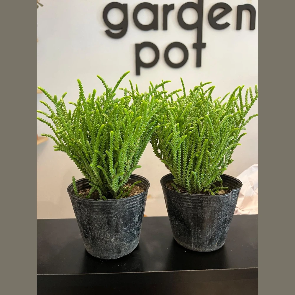 Crassula Muscosa Crassula Muscosa