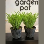 Crassula Muscosa Crassula Muscosa