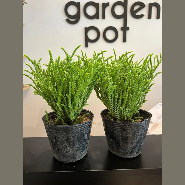 Crassula Muscosa Crassula Muscosa