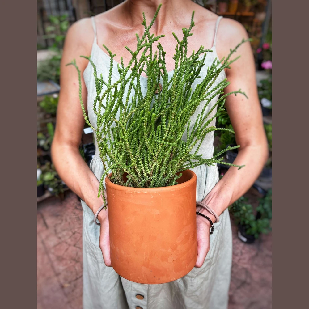 Crassula Muscosa Crassula Muscosa