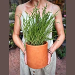 Crassula Muscosa Crassula Muscosa