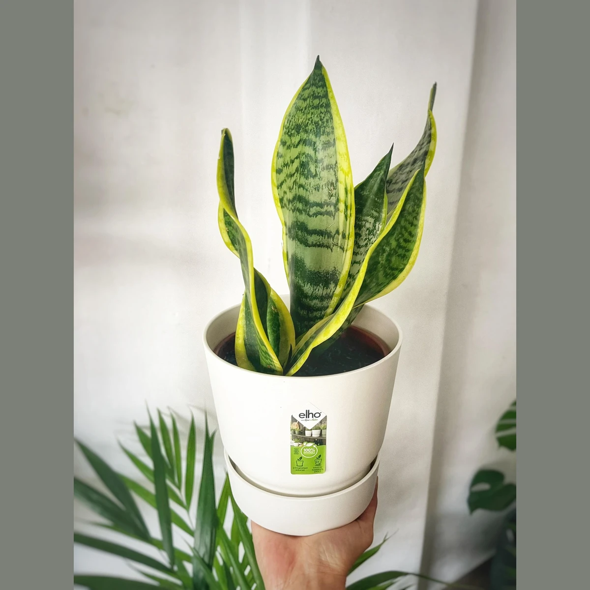Sansevieria pequeña (Espada de San Jorge) 