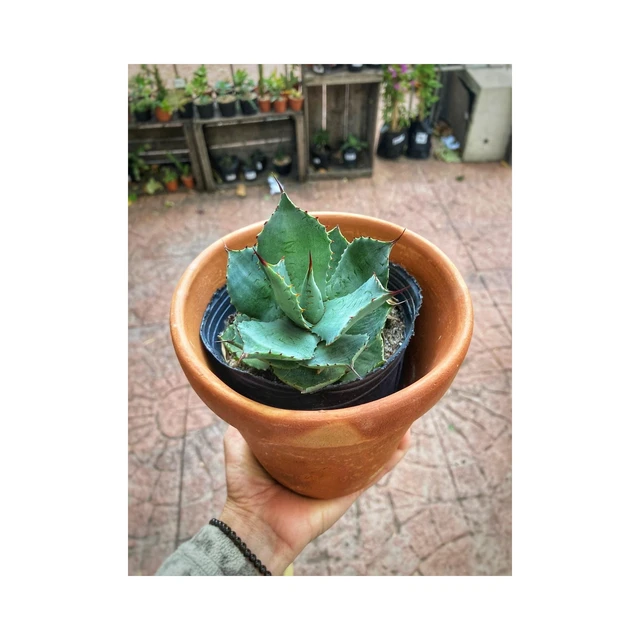 Agave Enano Agave Enano