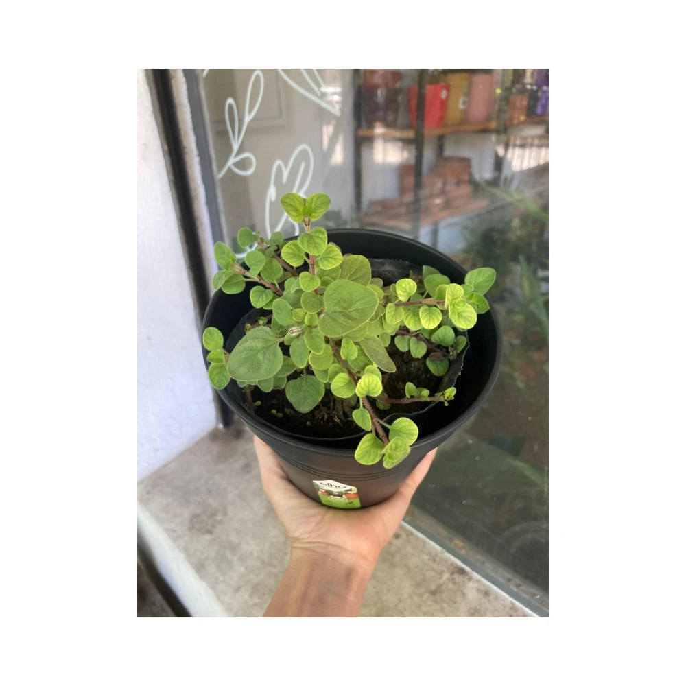 Oregano Oregano