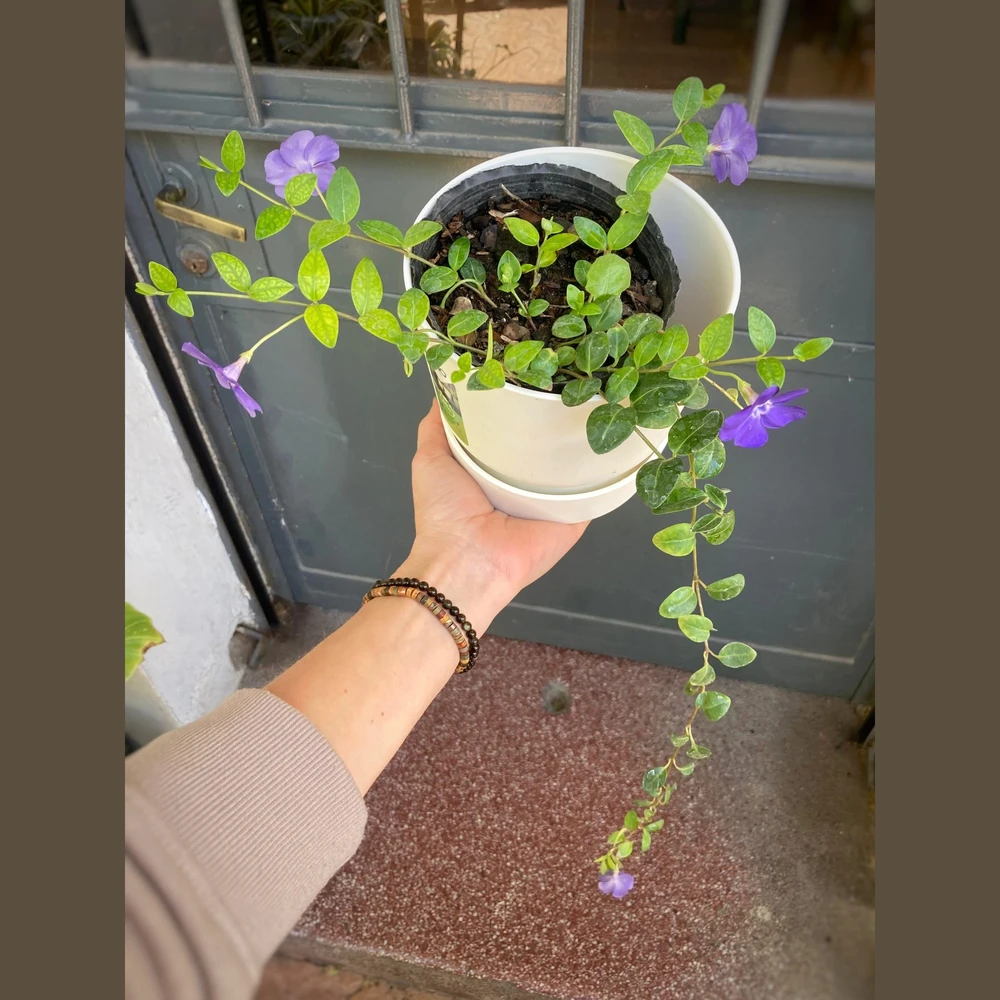 Vincas Vincas