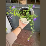 Vincas Vincas