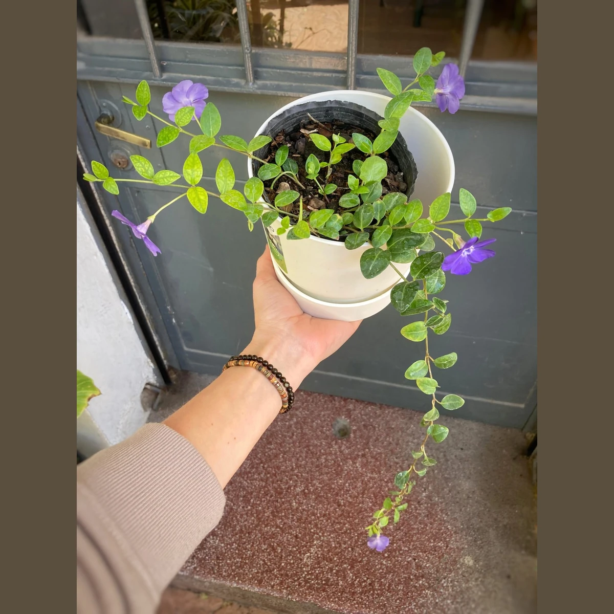 Vincas 
