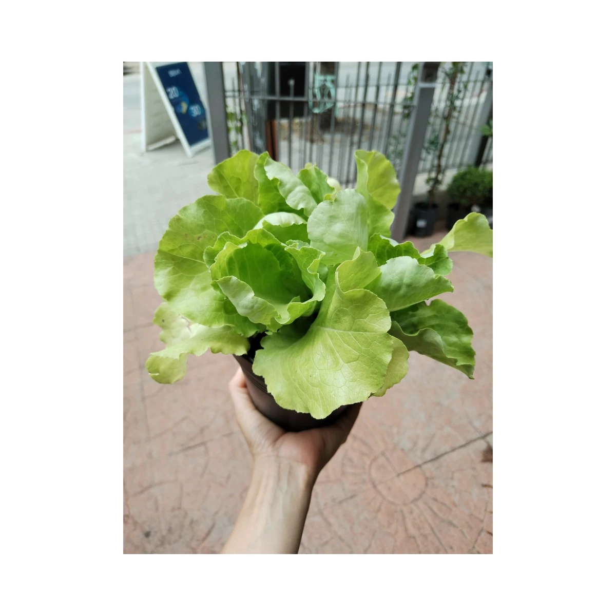 Lechuga Mantecosa 