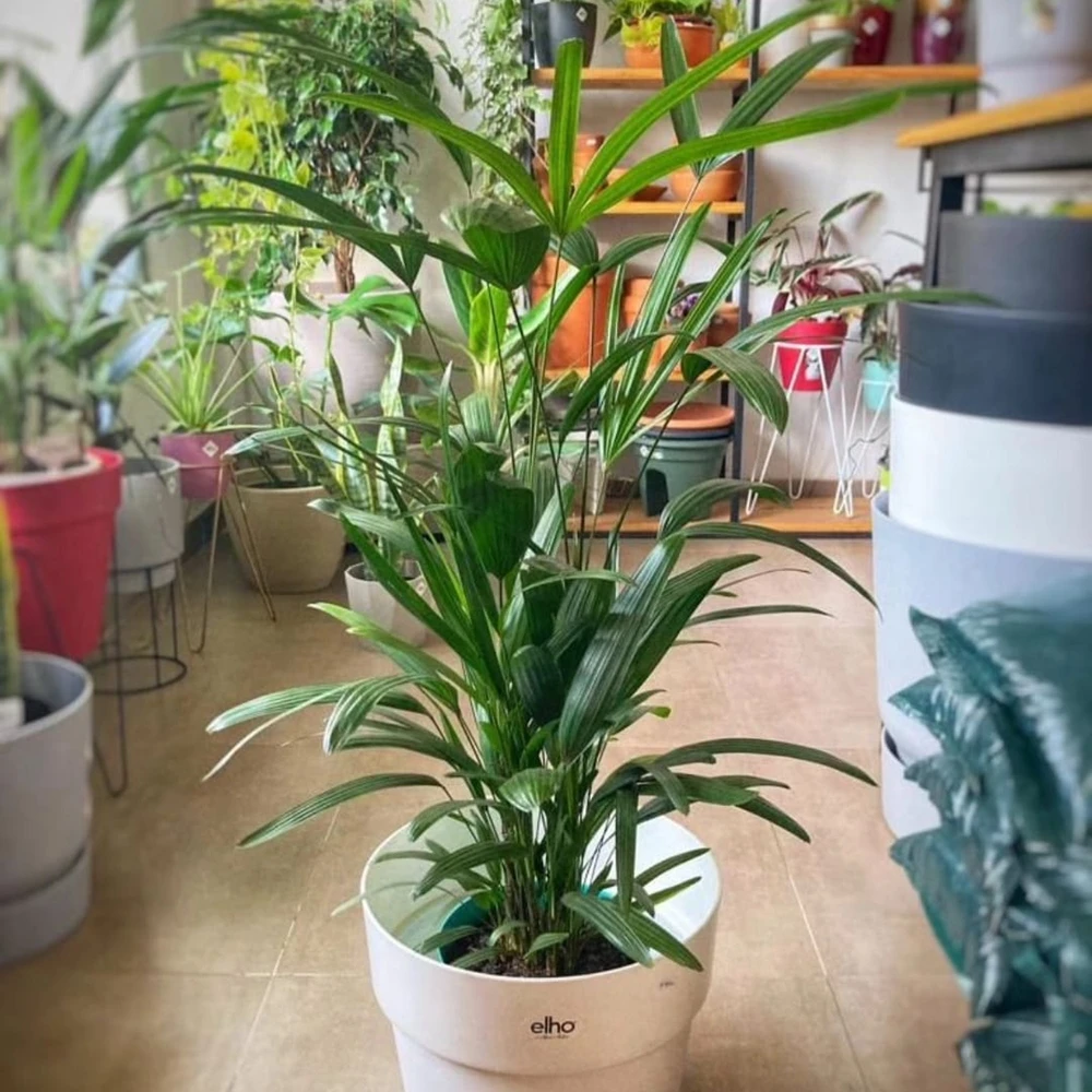 Raphis Excelsa Mediano Raphis Excelsa Mediano
