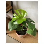 Monstera Deliciosa Monstera Deliciosa
