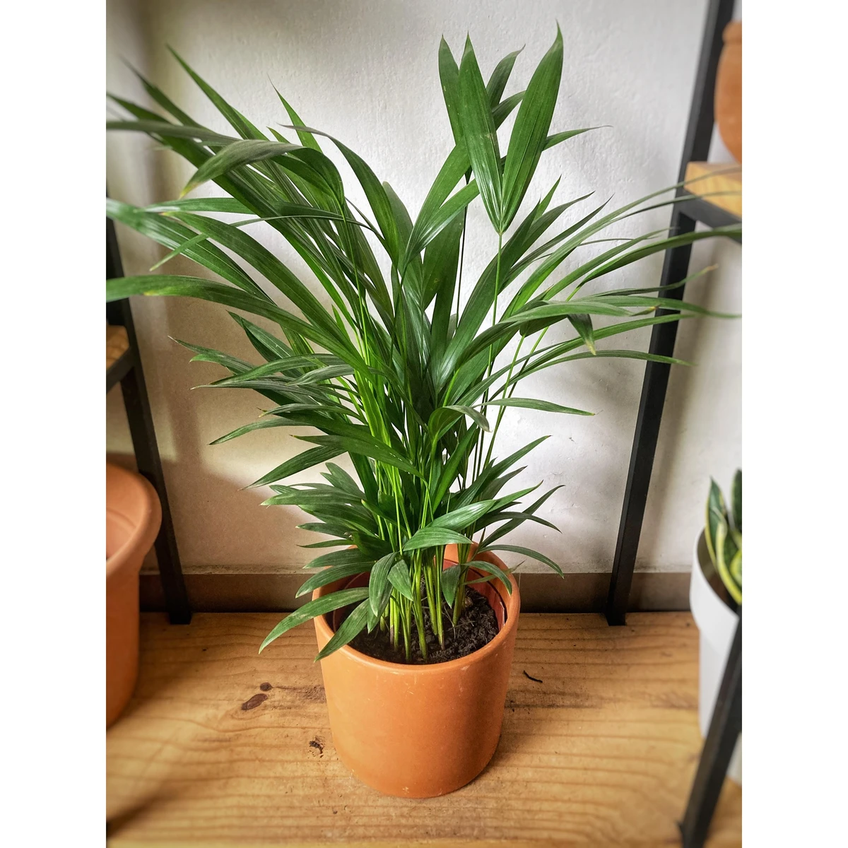 Maceta barro cilindrica 18cm 