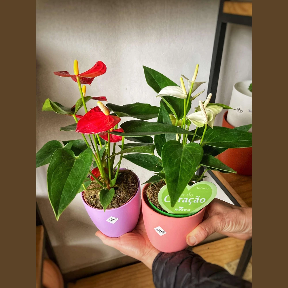Anturio Pequeño Anturio Pequeño