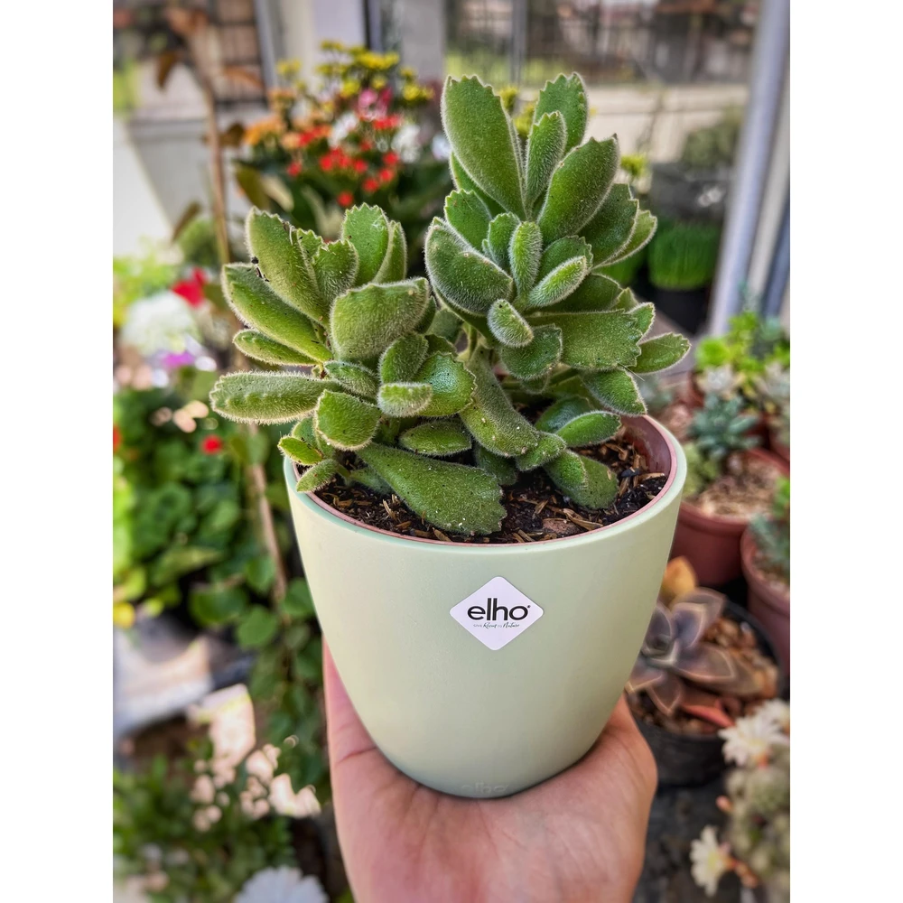 Cotyledon tomentosa (Suculenta Garra de Oso) Grande Cotyledon tomentosa (Suculenta Garra de Oso) Grande