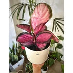 Calathea Crimson Calathea Crimson