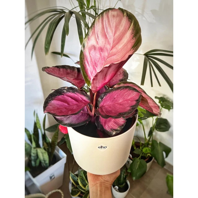 Calathea Crimson Calathea Crimson