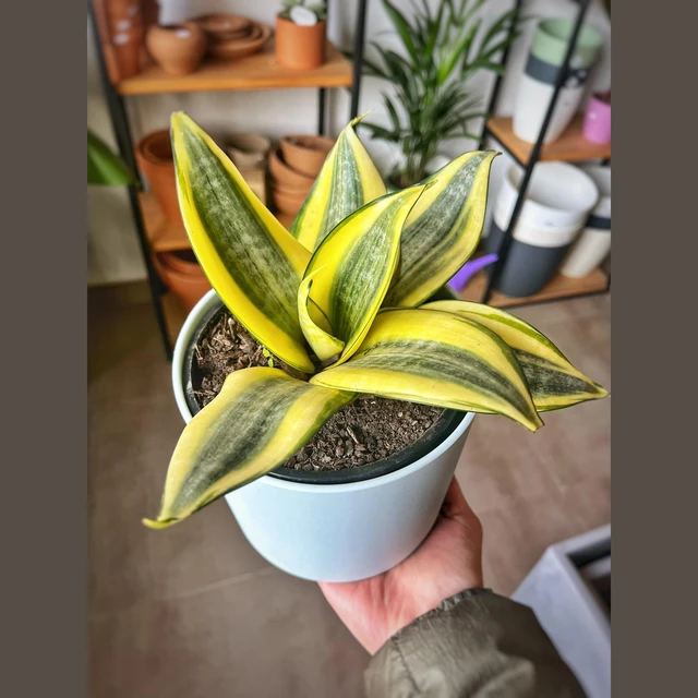 Sansevieria Golden Hahnii XL Sansevieria Golden Hahnii XL