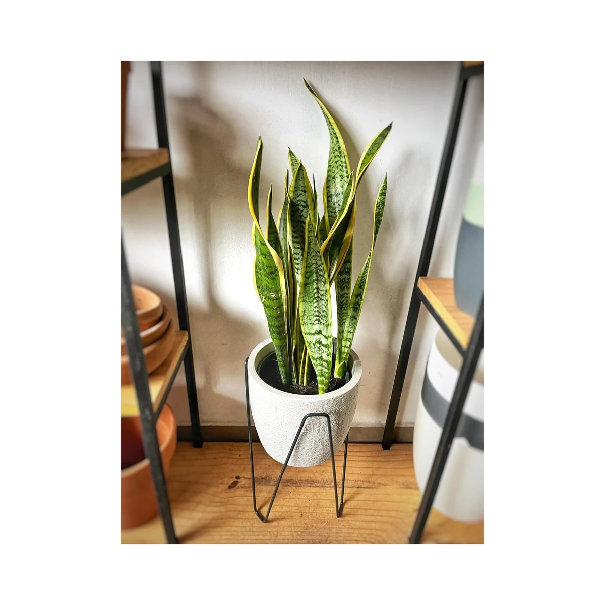 Sansevieria Trifasciata (Espada de San Jorge) grande 
