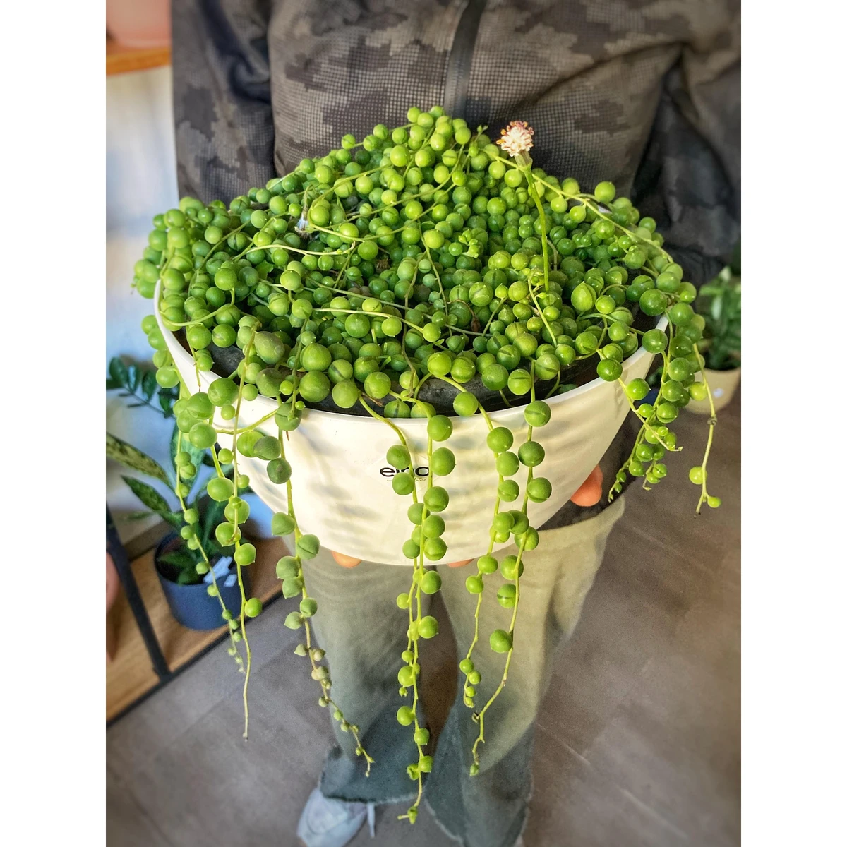 Senecio Rowleyanus (suculenta del rosario) grande 