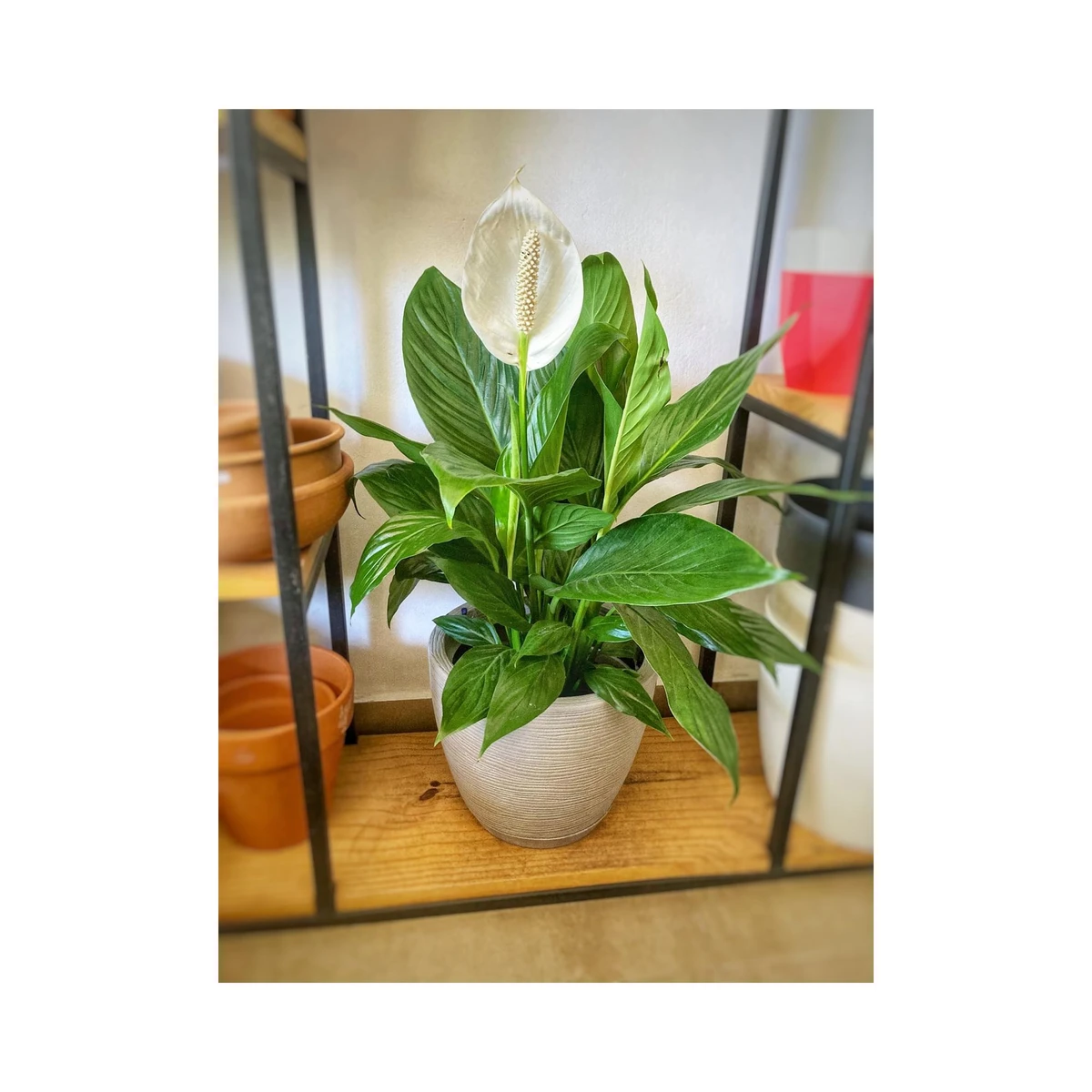 Spathiphyllum (Lirio de la Paz) Grande 