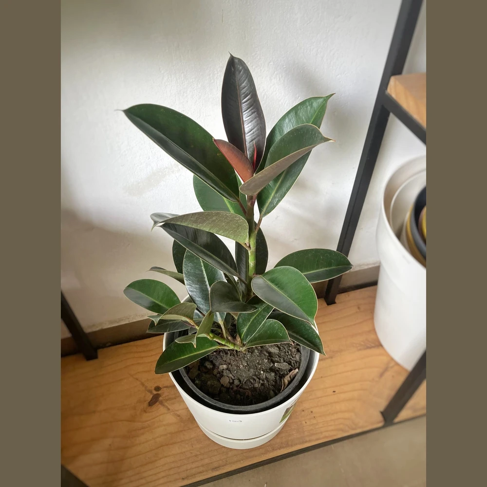 Ficus Elastica Burgundy Ficus Elastica Burgundy