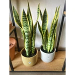 Sansevieria (Espada San Jorge) mediana Sansevieria (Espada San Jorge) mediana