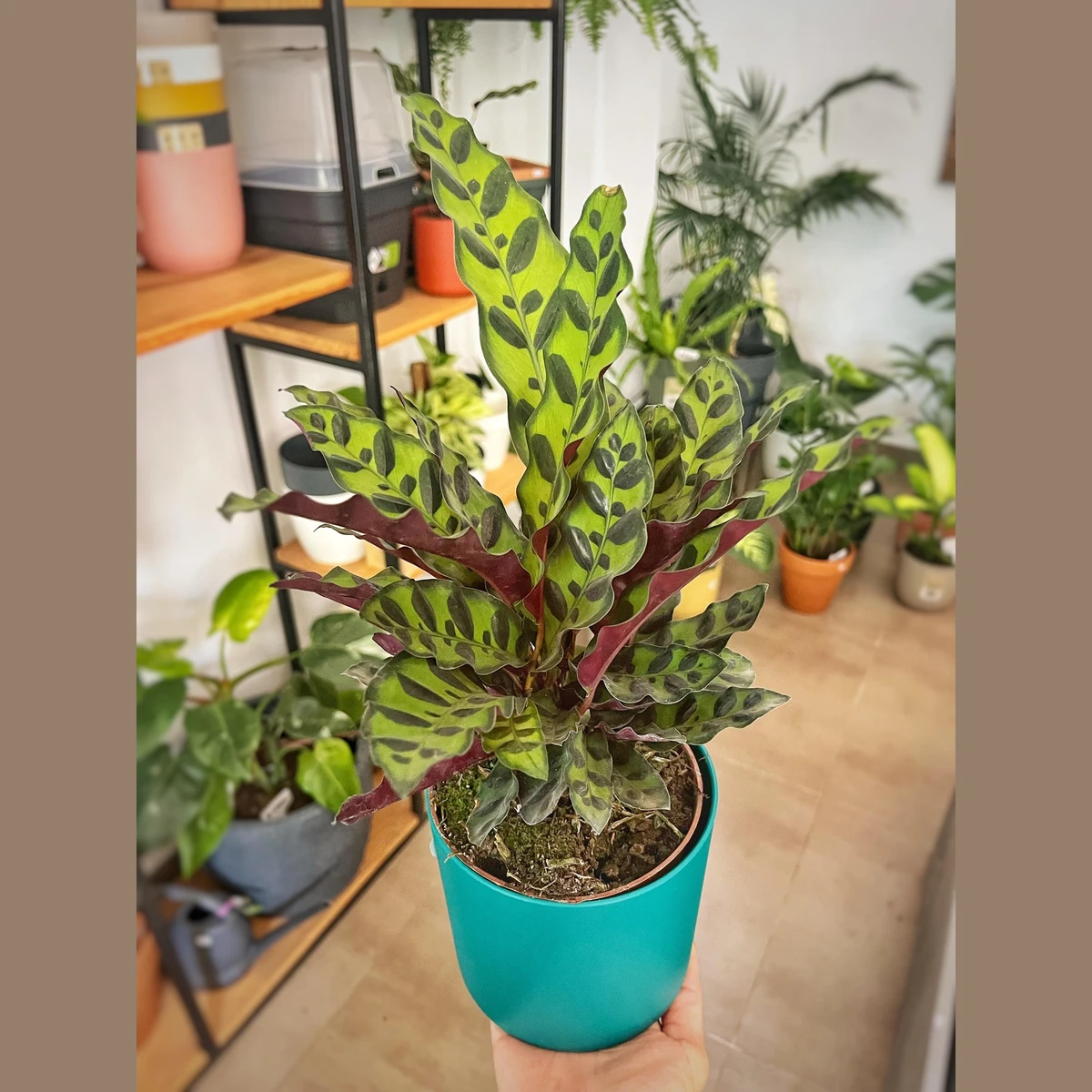 Calathea Lancifolia 