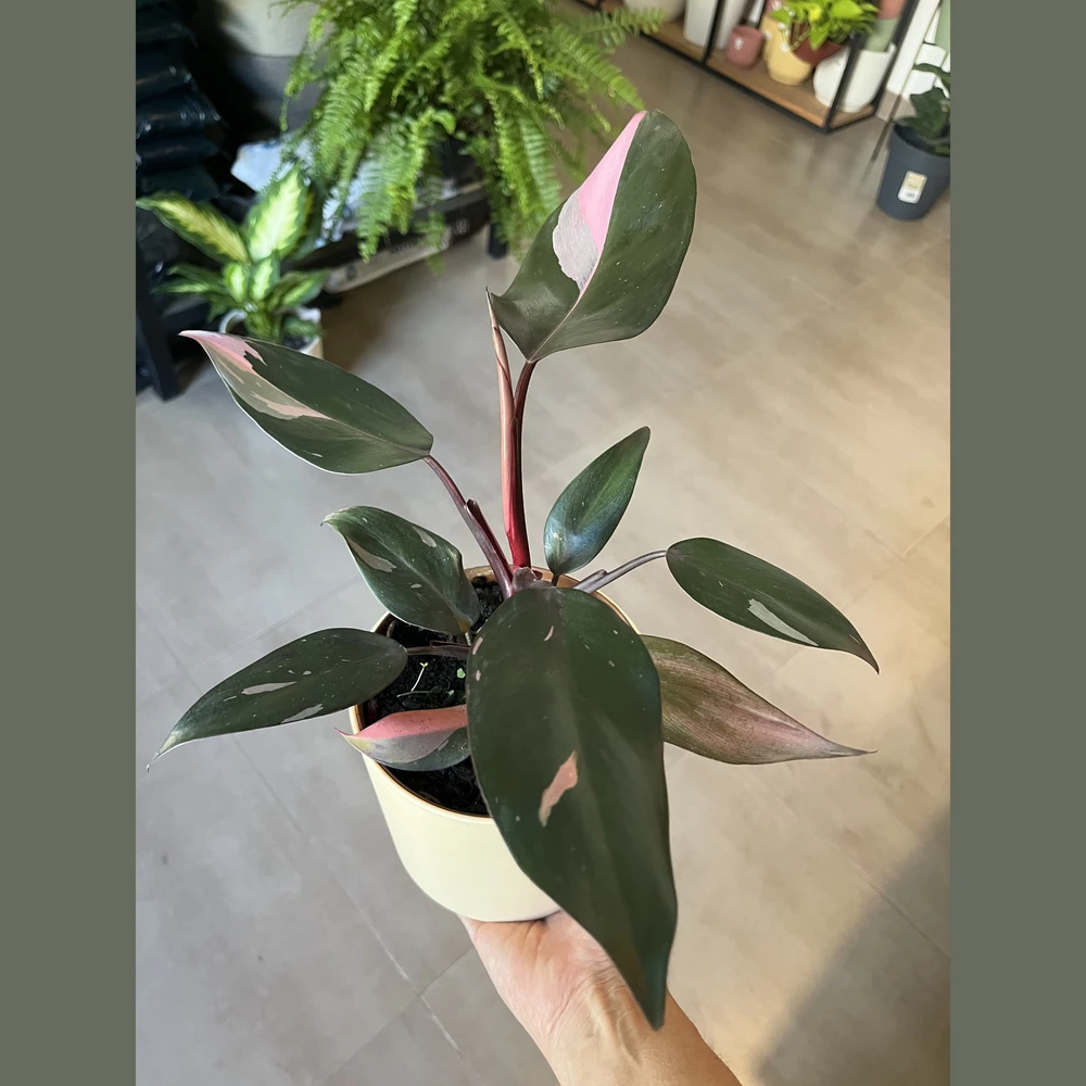 Philodendron Pink Philodendron Pink