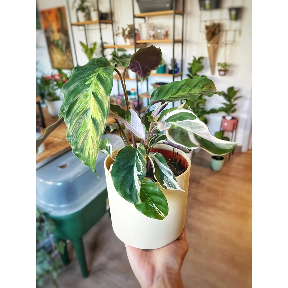 Calathea White Fusion Calathea White Fusion