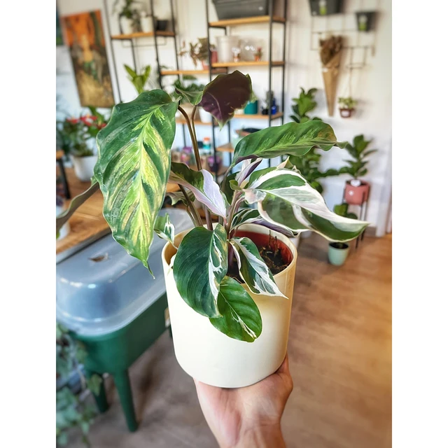Calathea White Fusion Calathea White Fusion