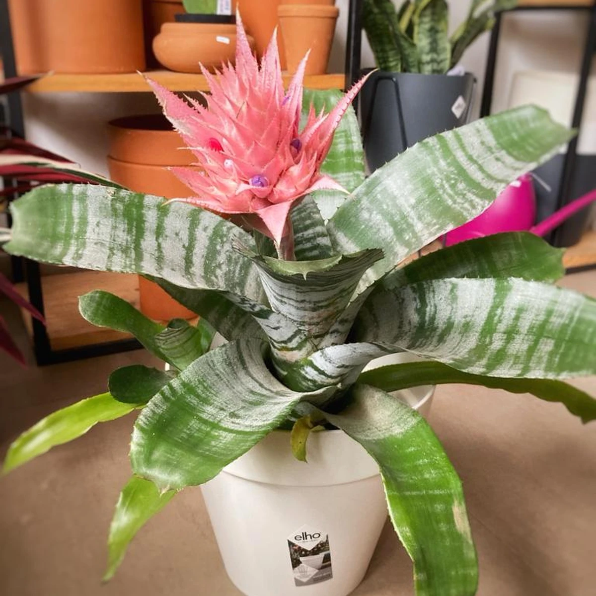 Bromelia Aechmea 