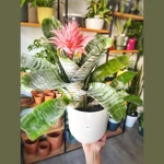 Bromelia Aechmea Bromelia Aechmea