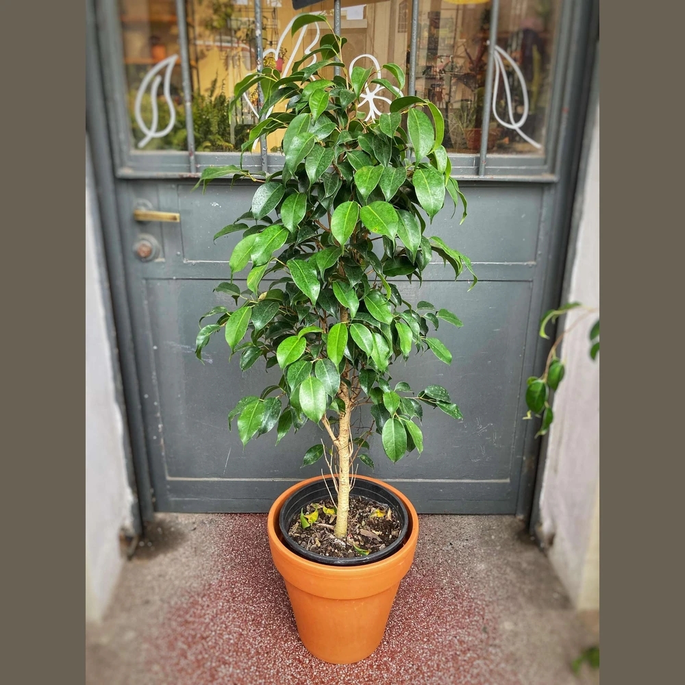 Ficus Benjamina tronco Ficus Benjamina tronco