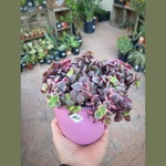 Suculenta Crassula Marginalis Suculenta Crassula Marginalis