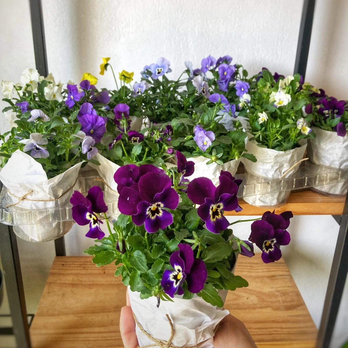Souvenir Florales de estación 