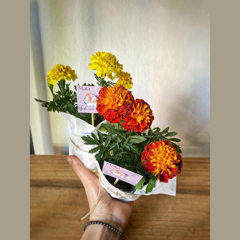 Souvenir Florales de estación Souvenir Florales de estación