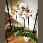 Orquidea Phalaenopsis Orquidea Phalaenopsis