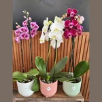 Orquidea Phalaenopsis Orquidea Phalaenopsis
