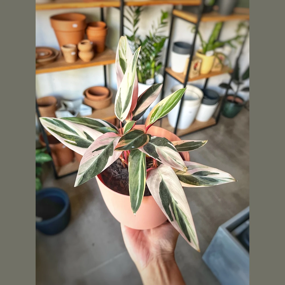 Calathea Triostar Calathea Triostar