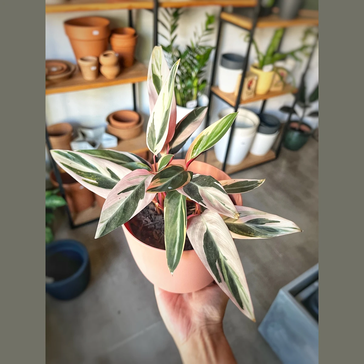 Calathea Triostar 