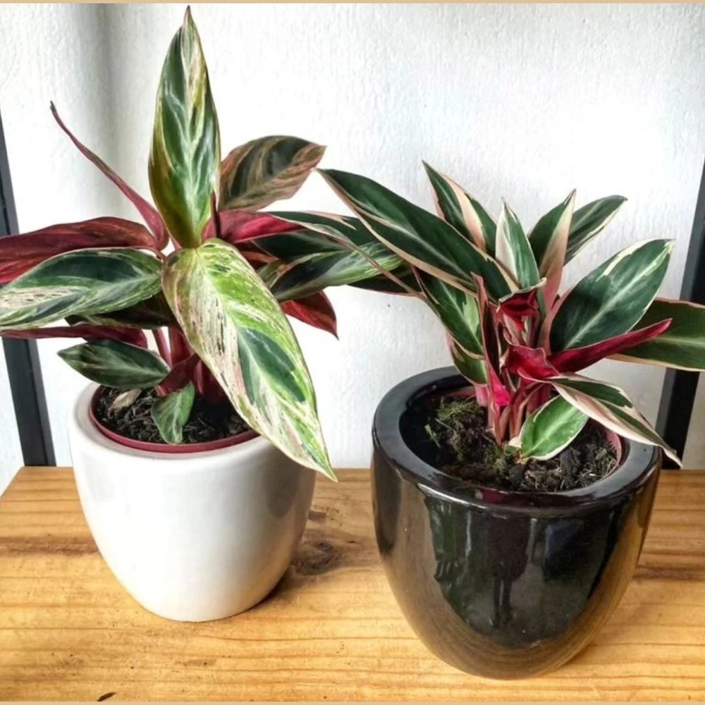 Calathea Triostar Calathea Triostar