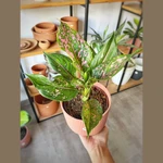 Aglaonema Pink Aglaonema Pink