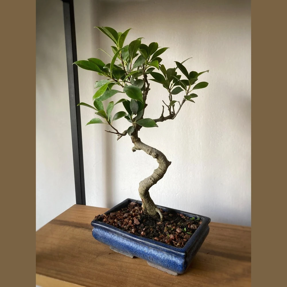 Bonsai Ficus (12 años) Bonsai Ficus (12 años)