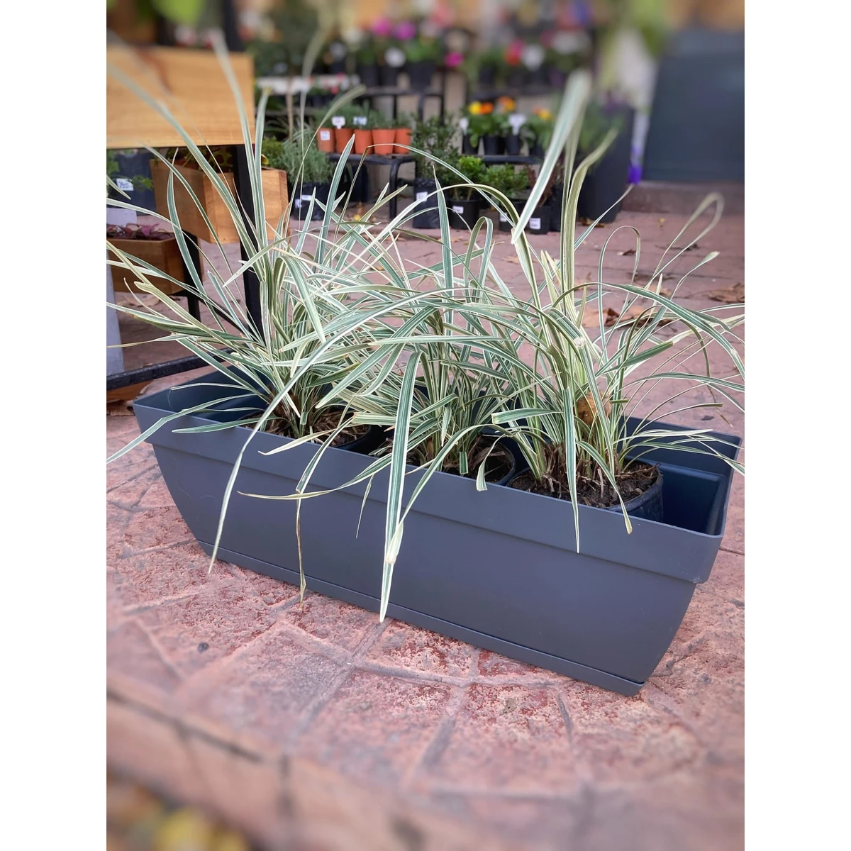 Liriope Variegado 