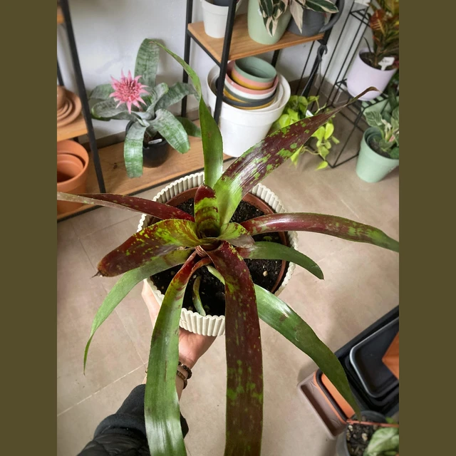 Bromelia Neoregelia Bromelia Neoregelia
