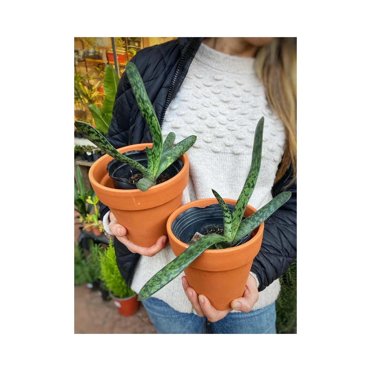 Gasteria 