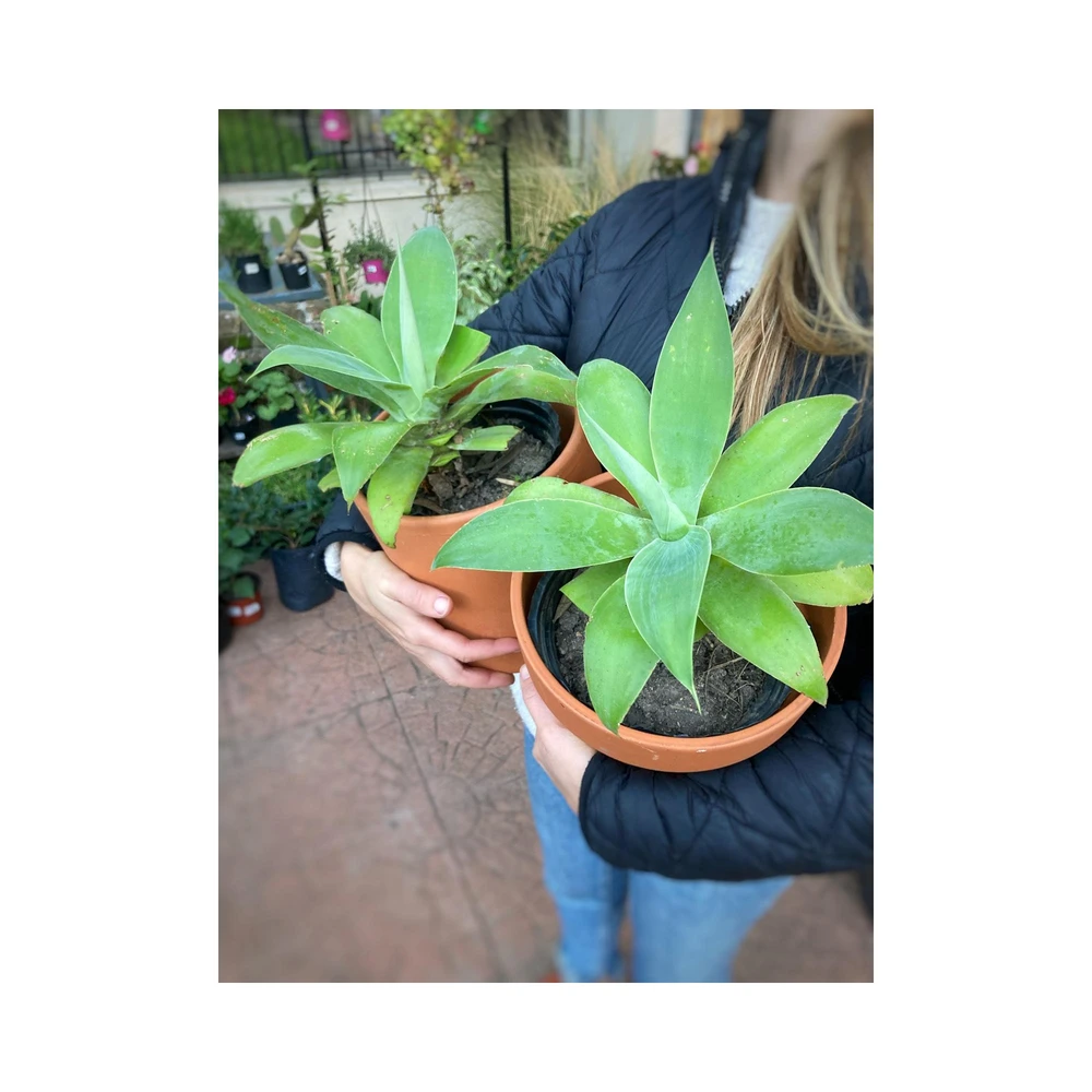 Agave Atenuata Agave Atenuata