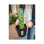 Cactus Azul "Blue Myrtle Cactus" Cactus Azul "Blue Myrtle Cactus"